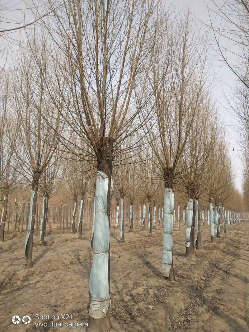 旱快柳3-20公分，精品旱柳，自家苗圃一手货源大量出售