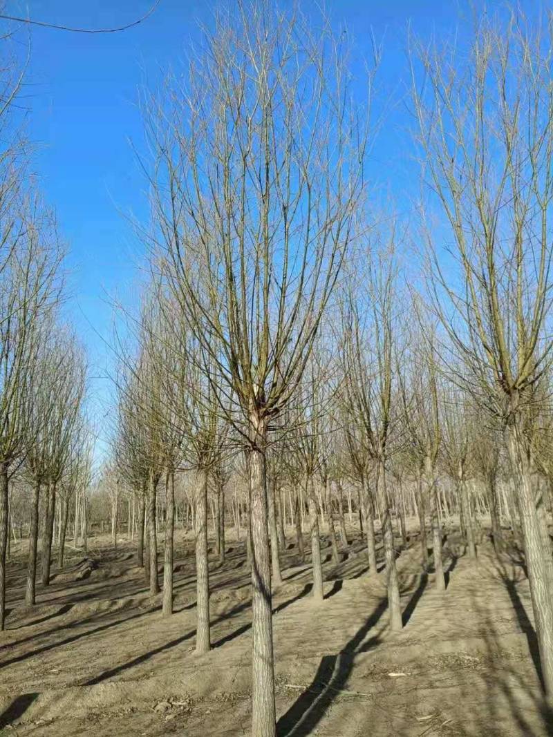 旱快柳3-20公分，精品旱柳，自家苗圃一手货源大量出售