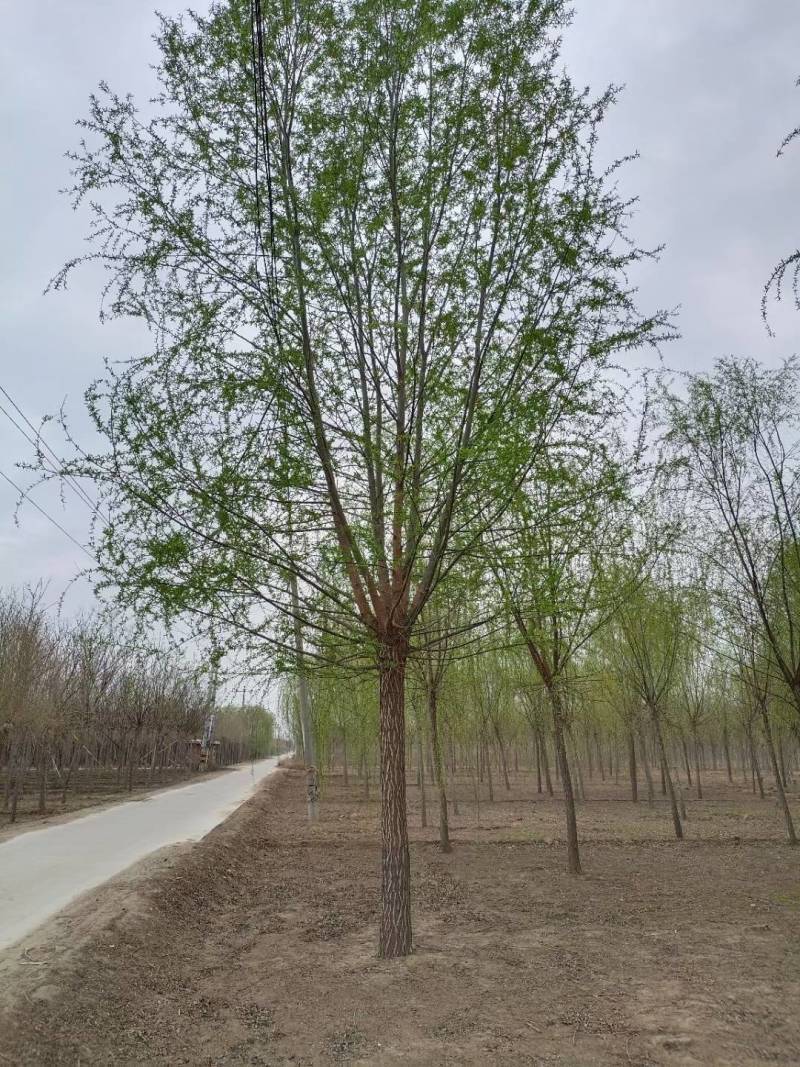 旱快柳3-20公分，精品旱柳，自家苗圃一手货源大量出售