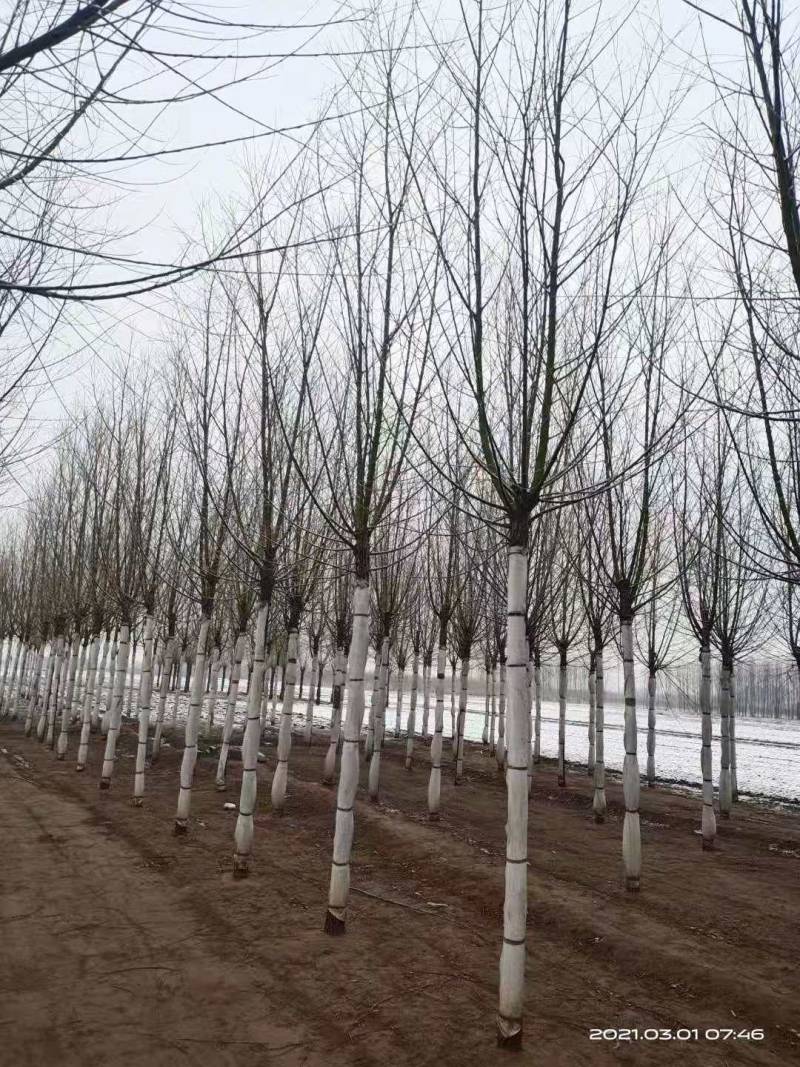 旱快柳3-20公分，精品旱柳，自家苗圃一手货源大量出售