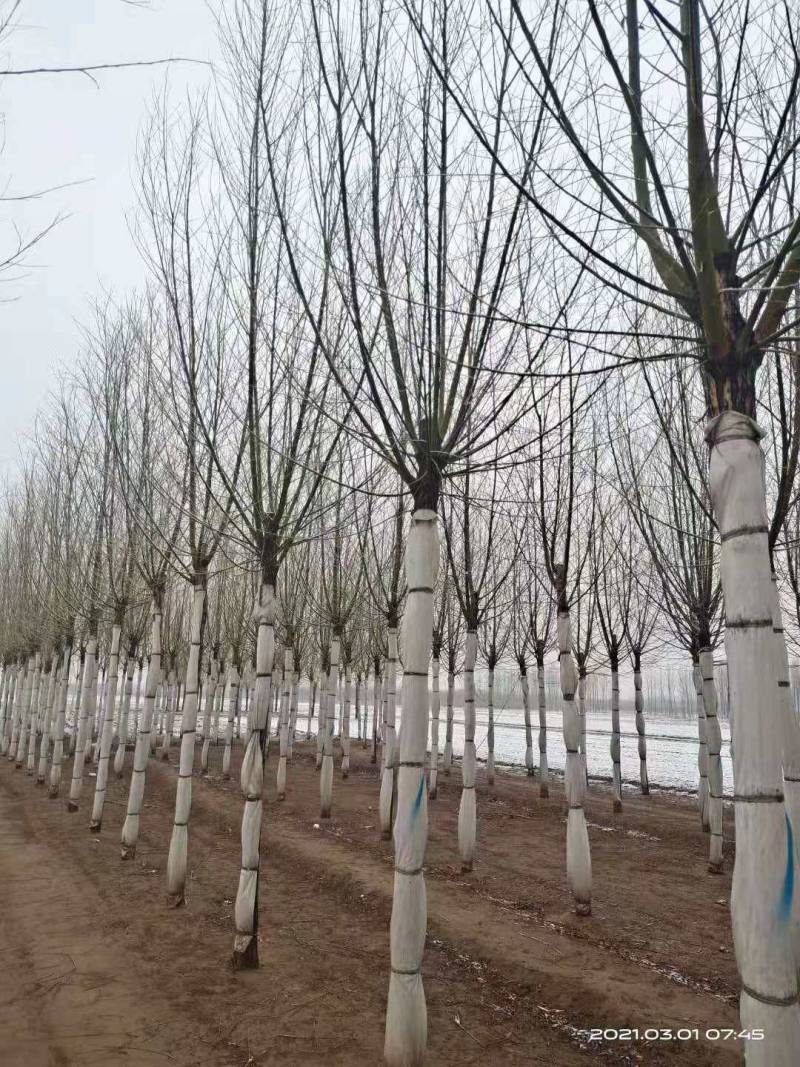 旱快柳3-20公分，精品旱柳，自家苗圃一手货源大量出售