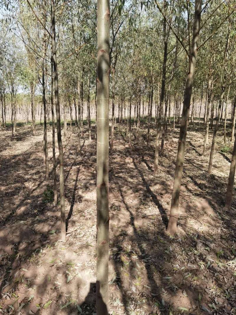 旱快柳3-20公分，精品旱柳，自家苗圃一手货源大量出售