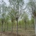 旱快柳3-20公分，精品旱柳，自家苗圃一手货源大量出售
