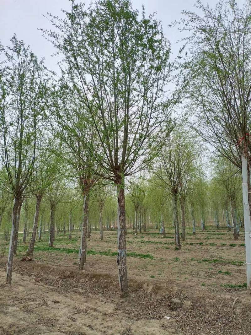 旱快柳3-20公分，精品旱柳，自家苗圃一手货源大量出售