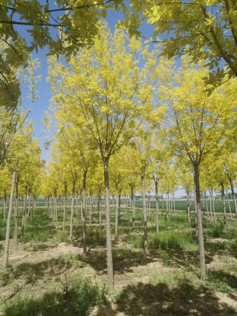 金叶白蜡3-10公分，精品白蜡，自家苗圃，一手货源。