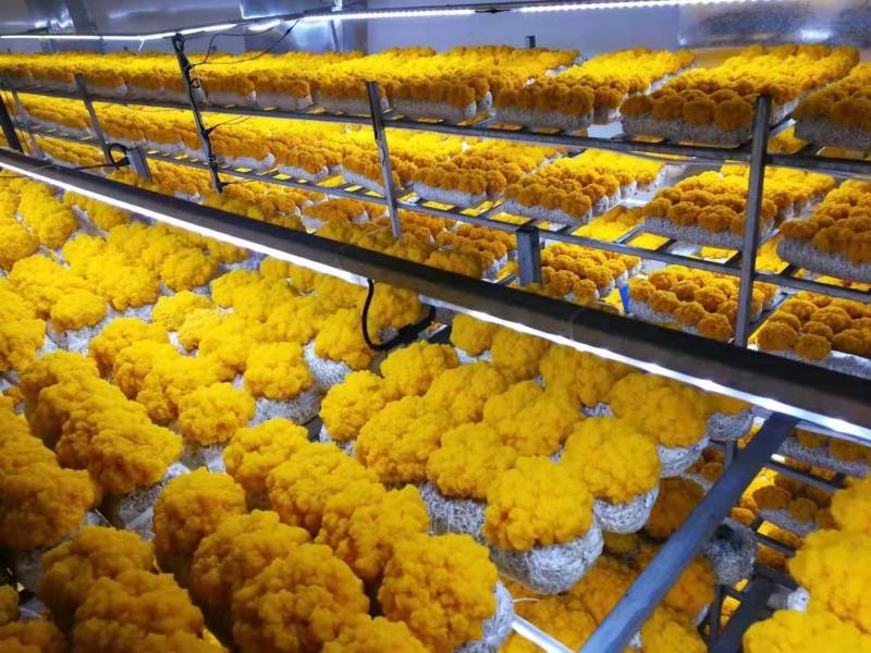 云南工厂化种植鲜金耳黄金耳量大价优支持一件代发