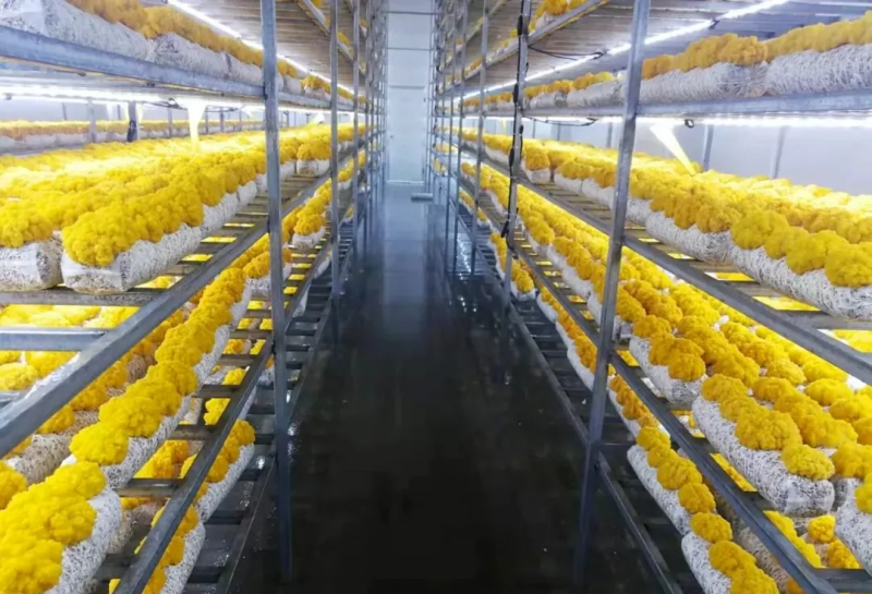 云南工厂化种植鲜金耳黄金耳量大价优支持一件代发