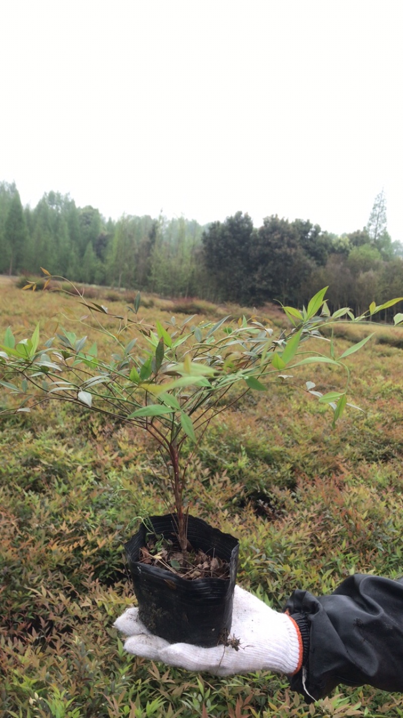 南天竹，成都南天竹自家苗圃自产自销价格实惠