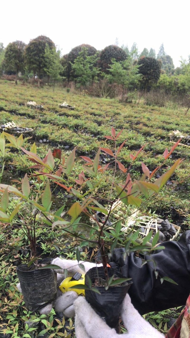 南天竹，成都南天竹自家苗圃自产自销价格实惠