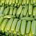 绿皮西葫芦，聊城市东昌府区万亩绿皮西葫芦大量上市中，