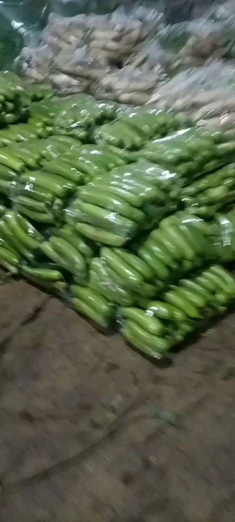 绿皮西葫芦，聊城市东昌府区万亩绿皮西葫芦大量上市中，