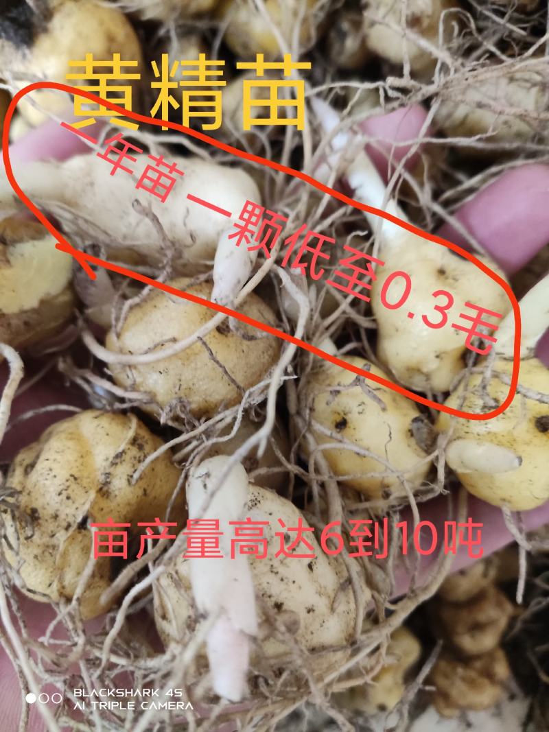 大黄精，野生黄精，鸡头黄精，滇黄精，姜形黄精