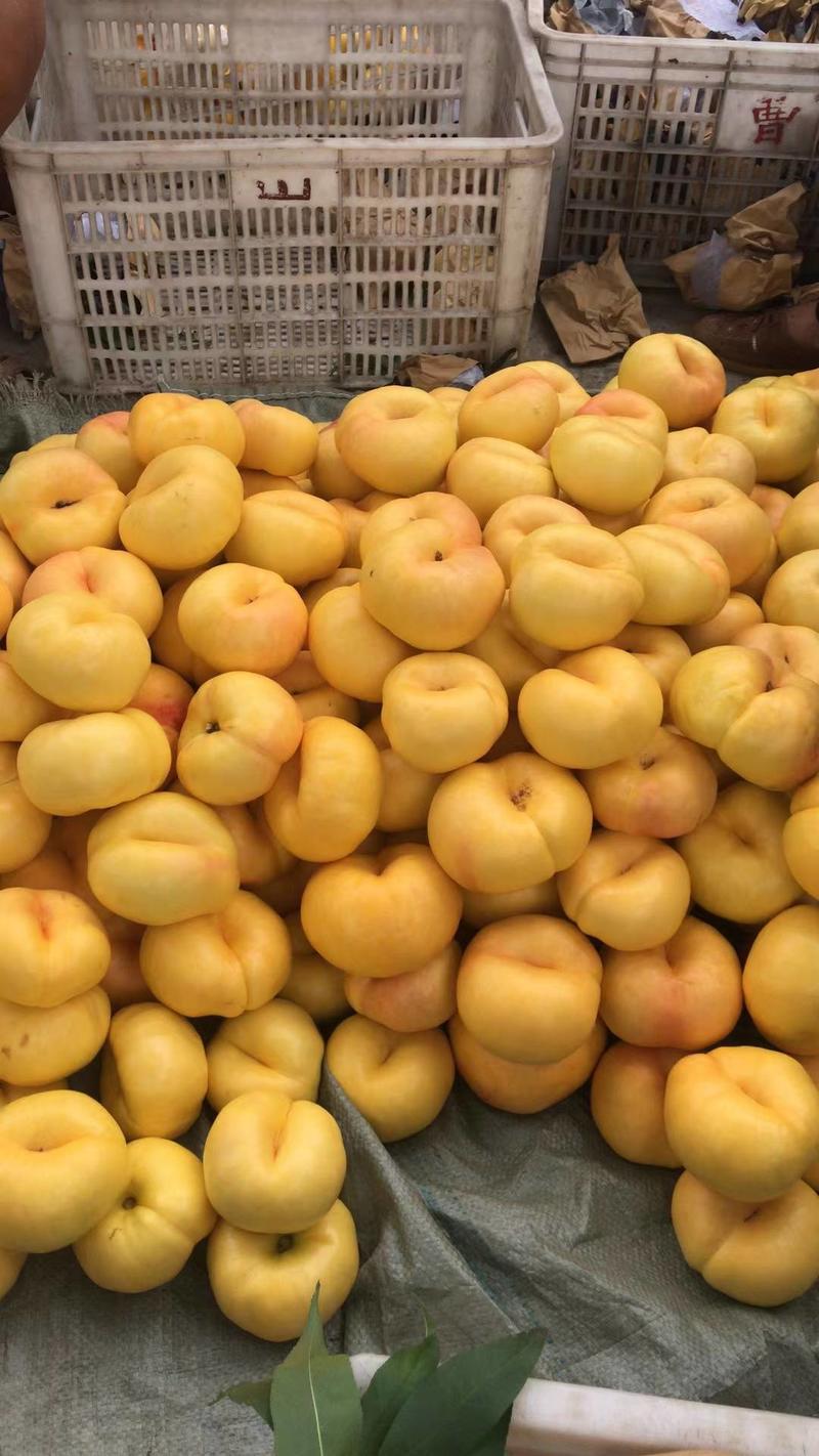 金霞早油蟠：桃品种果实6月20日左右成熟