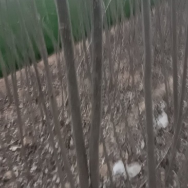 107速生杨树苗大量有货需要的联系