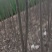 107速生杨树苗大量有货需要的联系