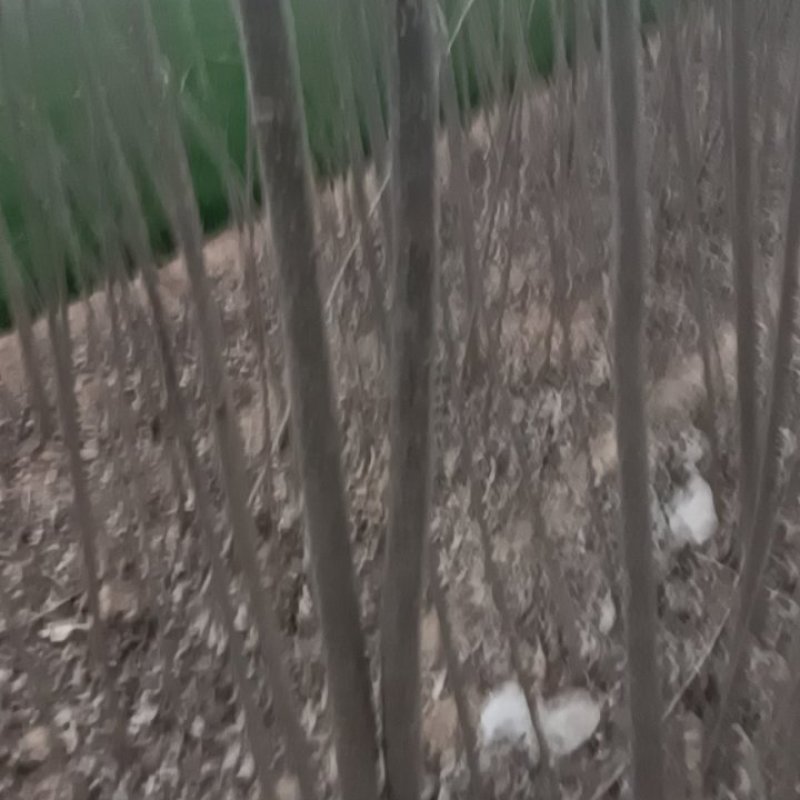 107速生杨树苗大量有货需要的联系