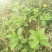 野生薄荷苗，可盆栽，绿化，药材种植，无农药残留，药用价值