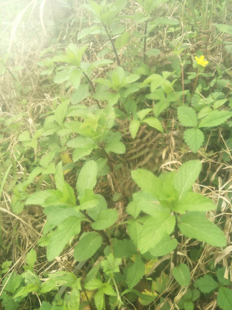 野生薄荷苗，可盆栽，绿化，药材种植，无农药残留，药用价值