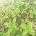 野生薄荷苗，可盆栽，绿化，药材种植，无农药残留，药用价值