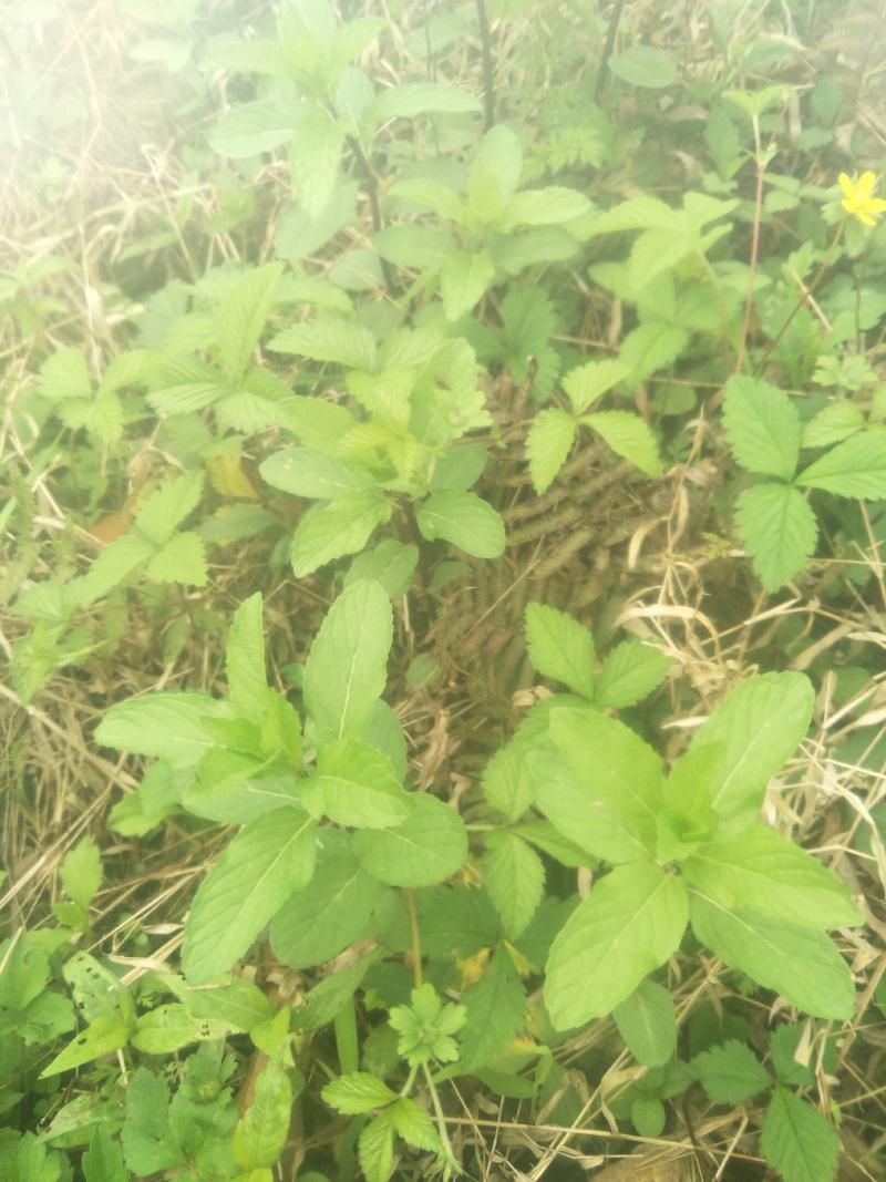野生薄荷苗，可盆栽，绿化，药材种植，无农药残留，药用价值