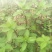 野生薄荷苗，可盆栽，绿化，药材种植，无农药残留，药用价值