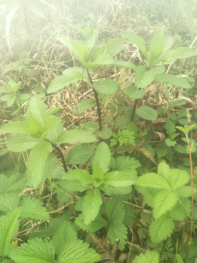 野生薄荷苗，可盆栽，绿化，药材种植，无农药残留，药用价值