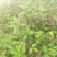 野生薄荷苗，可盆栽，绿化，药材种植，无农药残留，药用价值