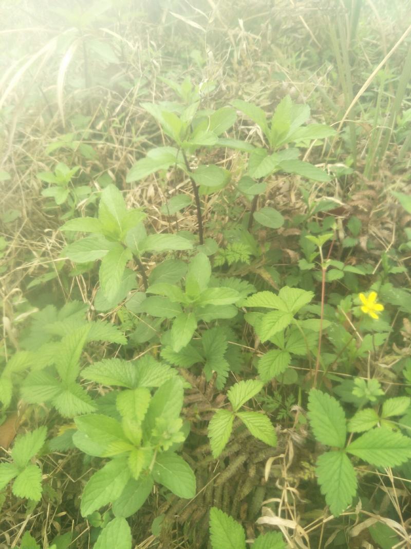 野生薄荷苗，可盆栽，绿化，药材种植，无农药残留，药用价值