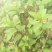 野生薄荷苗，可盆栽，绿化，药材种植，无农药残留，药用价值