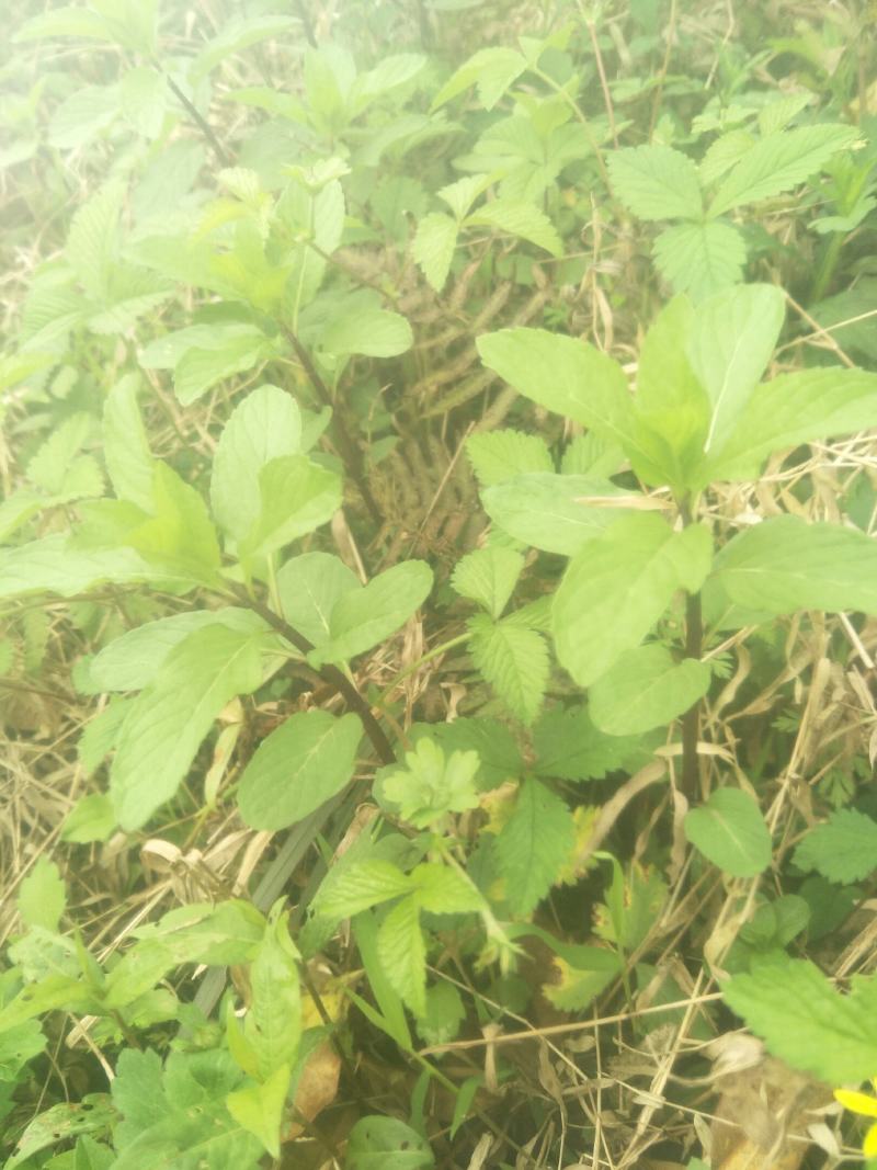 野生薄荷苗，可盆栽，绿化，药材种植，无农药残留，药用价值