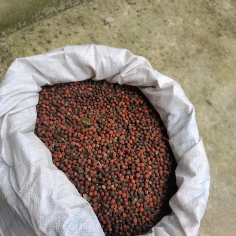 朴树种子朴树种子大量批发，朴树30斤也发
