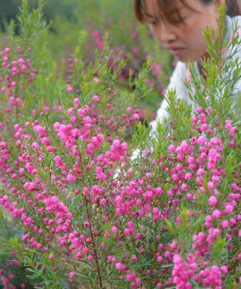 波罗尼种苗袋苗可接受零下五度种植全国各地都可发货