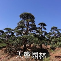 苗圃供应湖南造型罗汉松弯头造型罗汉松矮桩造型罗汉松批发