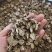川牛膝无硫无杂质四川产地直发统货选货薄片牛膝