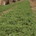 山东大田苔菜，过冬苔菜，野生，无化肥，无农药。