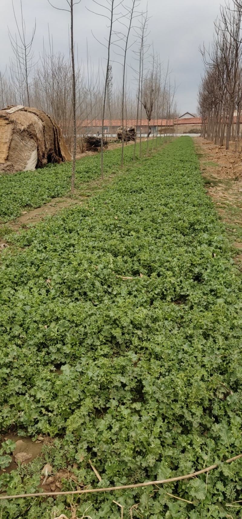 山东大田苔菜，过冬苔菜，野生，无化肥，无农药。