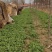 山东大田苔菜，过冬苔菜，野生，无化肥，无农药。