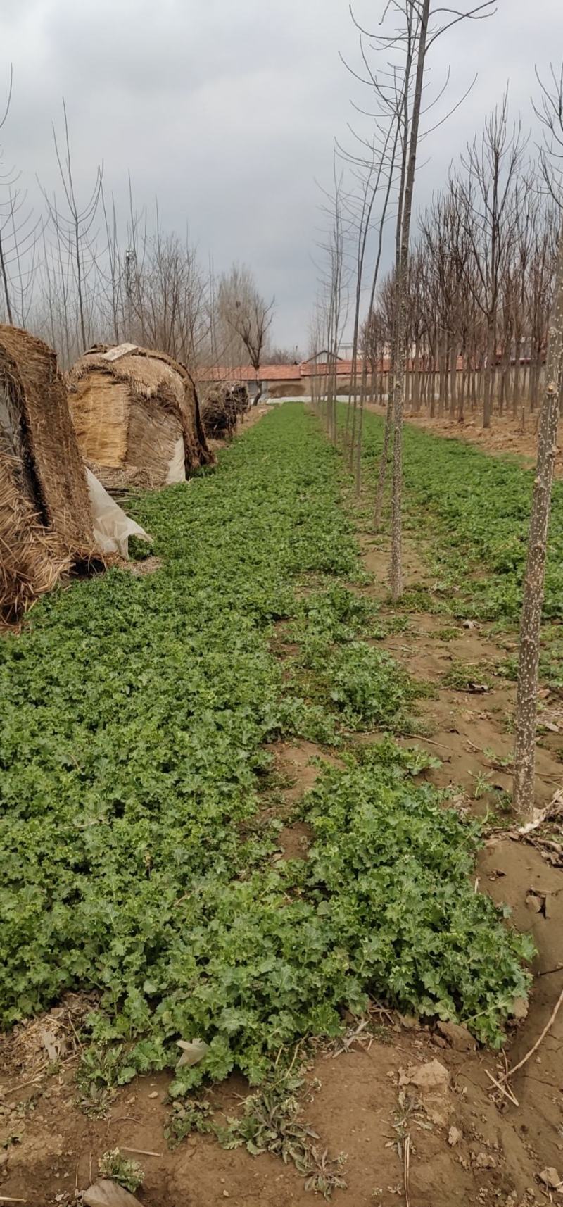 山东大田苔菜，过冬苔菜，野生，无化肥，无农药。