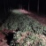 山东大田苔菜，过冬苔菜，野生，无化肥，无农药。