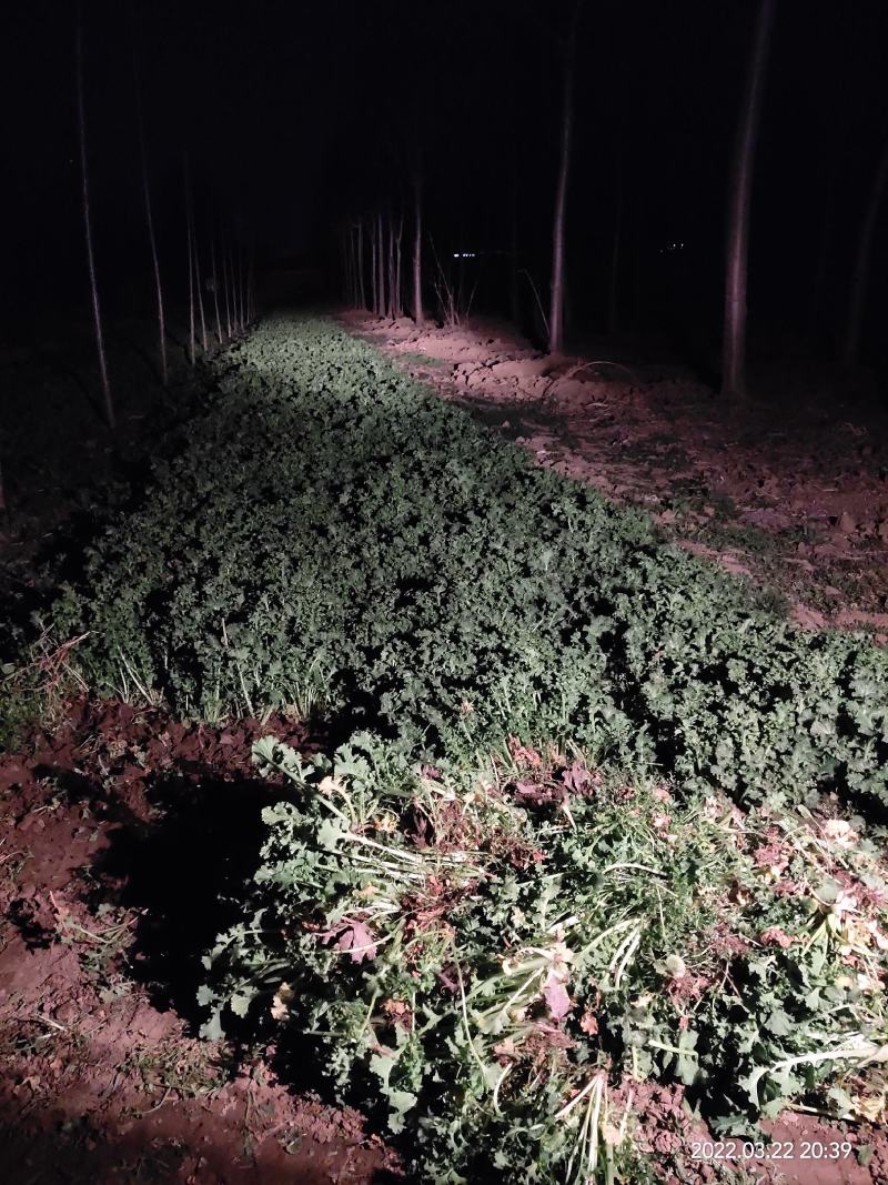 山东大田苔菜，过冬苔菜，野生，无化肥，无农药。