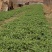 山东大田苔菜，过冬苔菜，野生，无化肥，无农药。