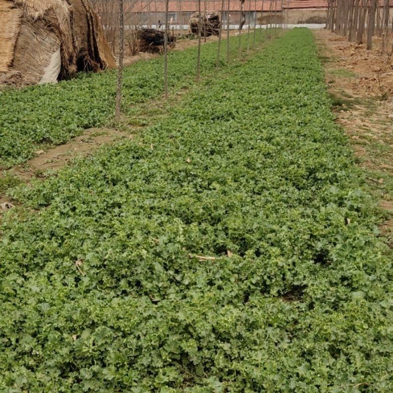 山东大田苔菜，过冬苔菜，野生，无化肥，无农药。