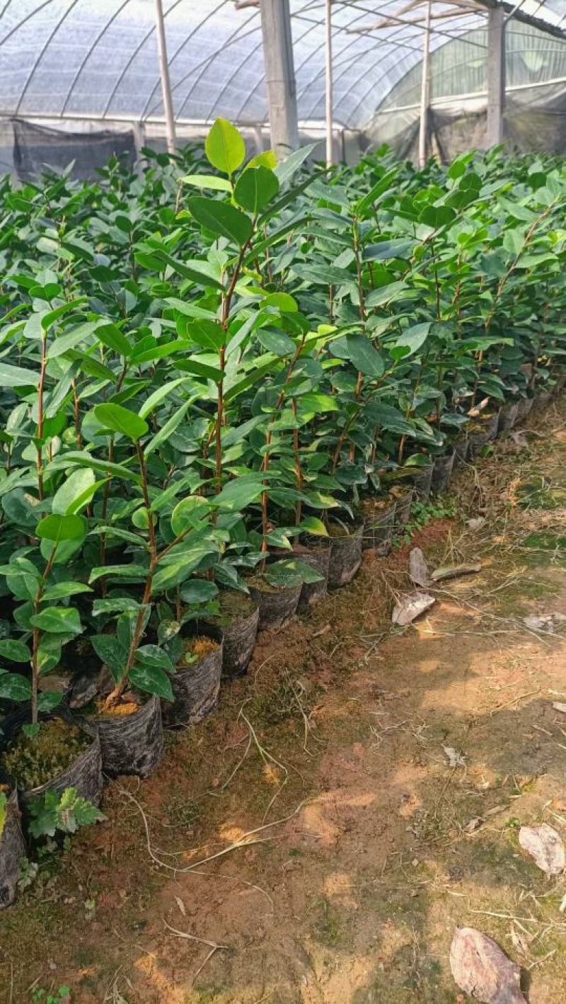 香妃茶花大小苗基地种植自产自销大量有货