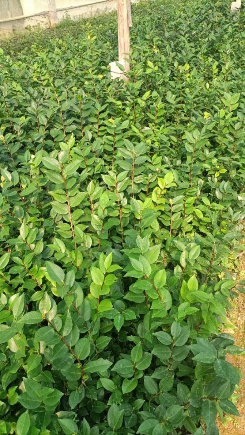 香妃茶花大小苗基地种植自产自销大量有货