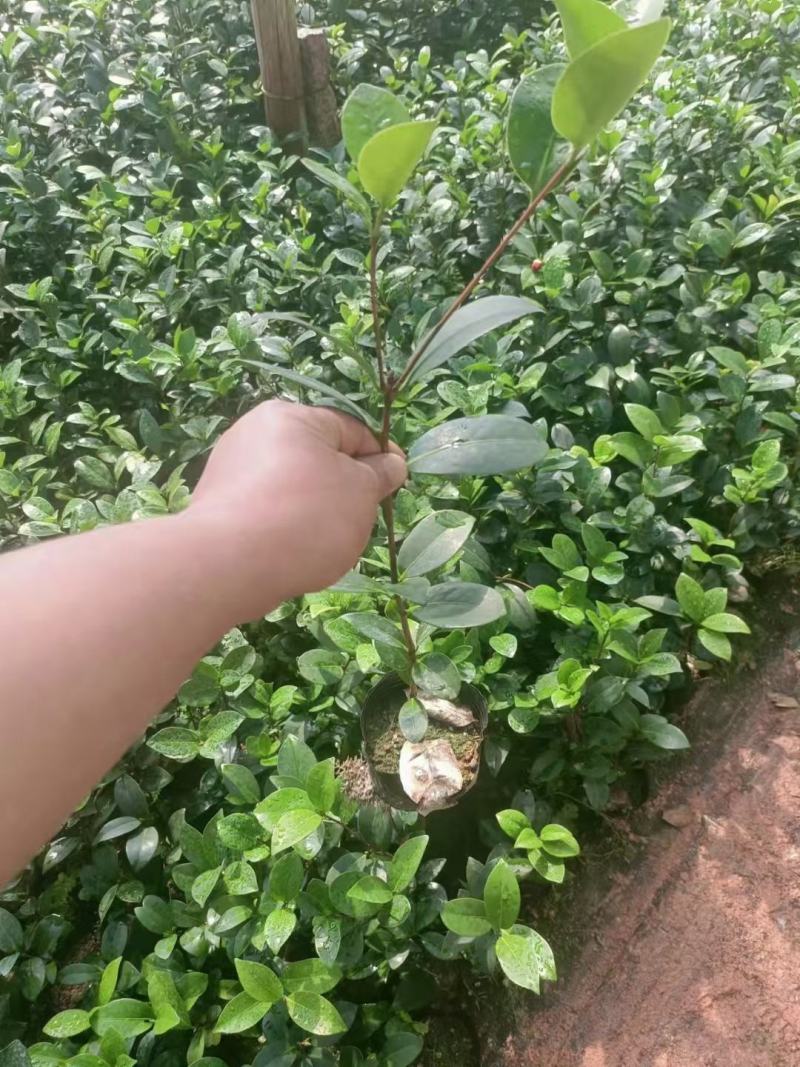 香妃茶花大小苗基地种植自产自销大量有货