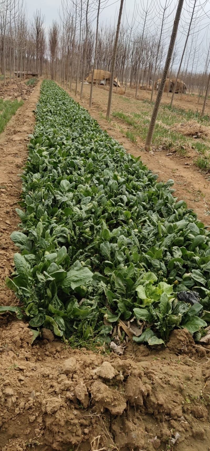 山东大田菠菜，过冬菠菜，野生，无化肥无农药