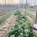 山东大田菠菜，过冬菠菜，野生，无化肥无农药