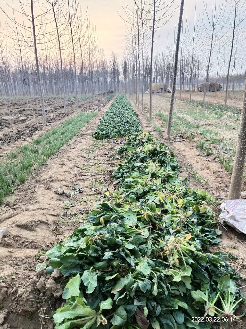 山东大田菠菜，过冬菠菜，野生，无化肥无农药