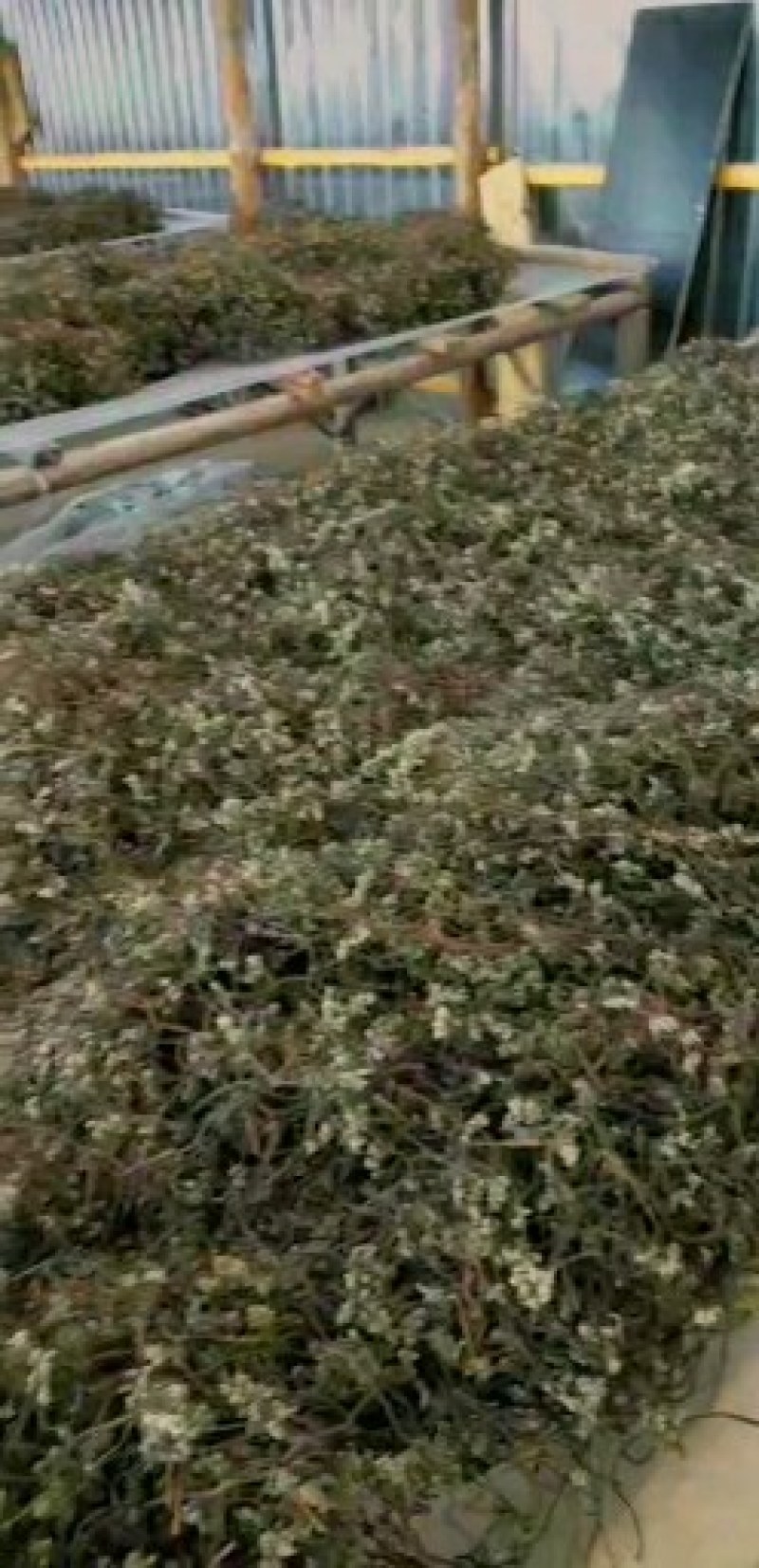 正宗岭北蕨菜干A级品