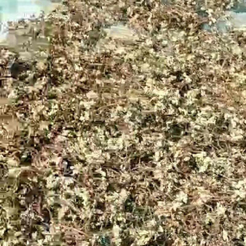 正宗岭北蕨菜干A级品